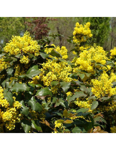 Mahonia pospolita Mahonia aquifolium