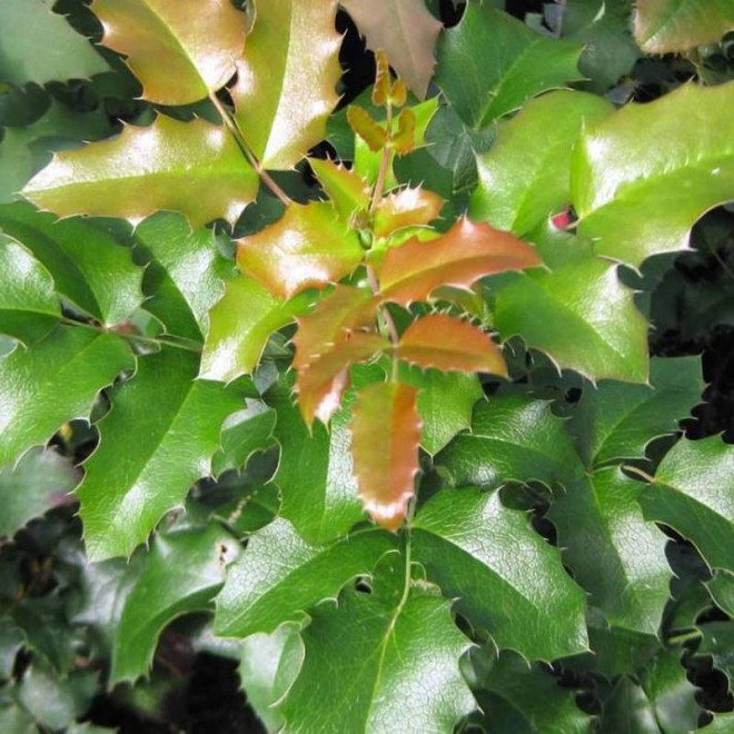 Mahonia aquifolium Mahonia pospolita