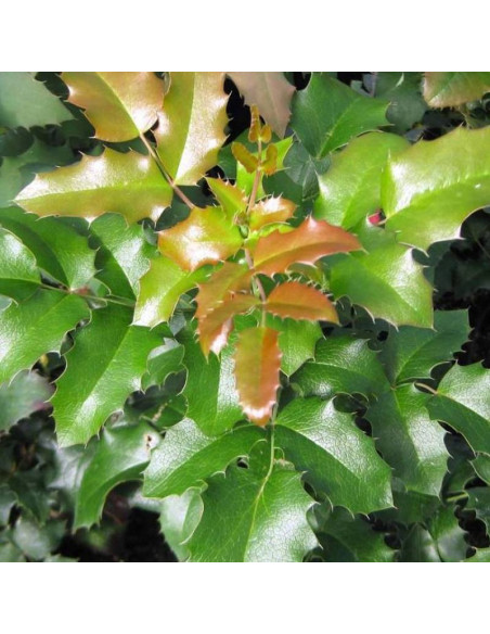 Mahonia aquifolium Mahonia pospolita