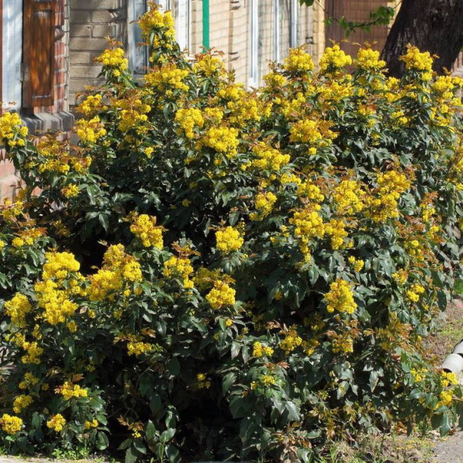 Mahonia pospolita Mahonia aquifolium