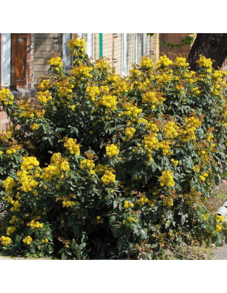 Mahonia pospolita Mahonia aquifolium