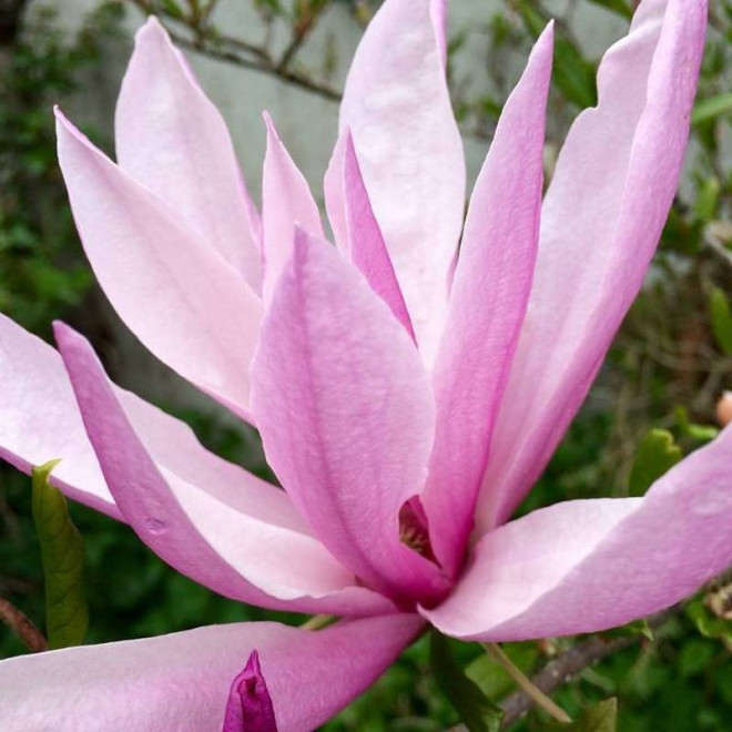 Magnolia Susan