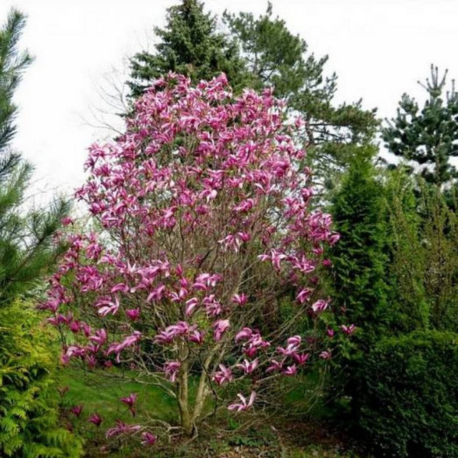 Magnolia Susan
