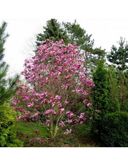 Magnolia Susan