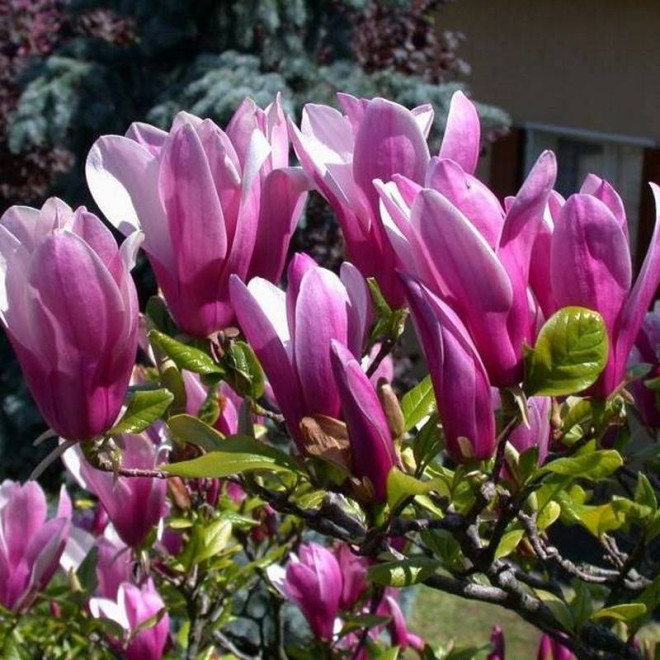 Magnolia Susan