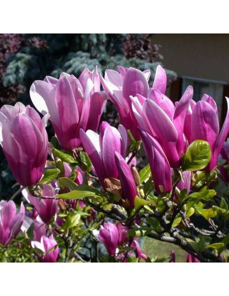 Magnolia Susan