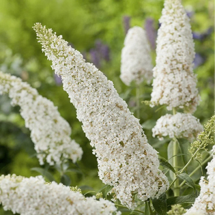Budleja Argus White PBR Buddleja davidii 2