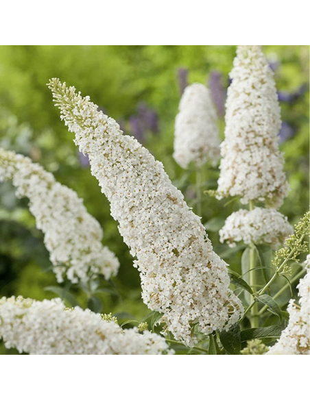 Buddleja davidii Budleja Argus White PBR