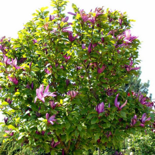 Magnolia Susan