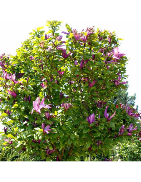 Magnolia Susan