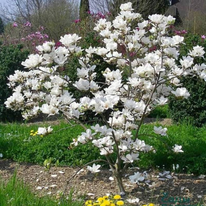 Alba soulangeana Magnolia soulangeana Lennei