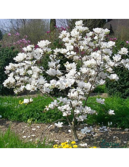 Alba soulangeana Magnolia soulangeana Lennei