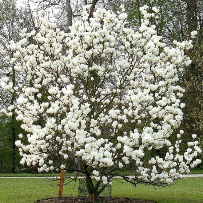 Magnolia soulangeana Lennei Alba soulangeana Magnolia soulangeana Lennei Alba soulangeana