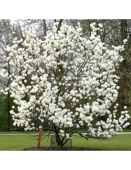 Magnolia soulangeana Lennei Alba soulangeana