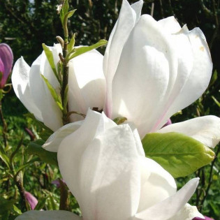 Alba soulangeana Magnolia soulangeana Lennei 2