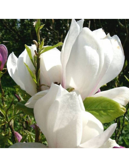 Magnolia soulangeana soulangeana Lennei Alba
