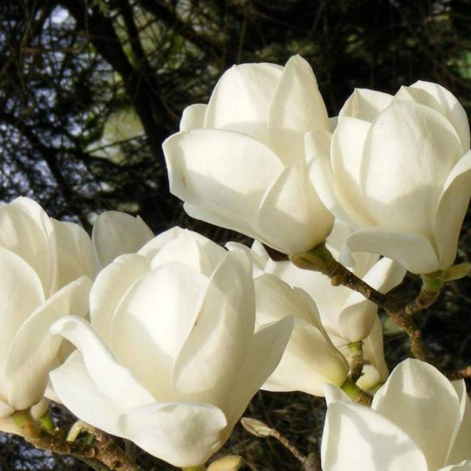 Magnolia soulangeana Lennei Alba soulangeana Magnolia soulangeana Lennei Alba soulangeana