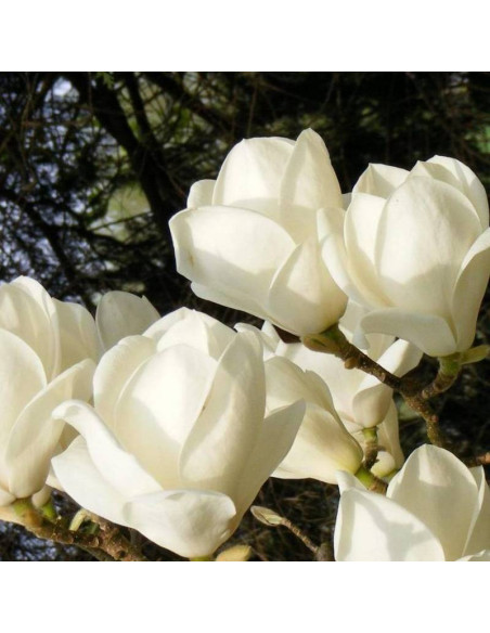 Magnolia soulangeana Lennei Alba soulangeana