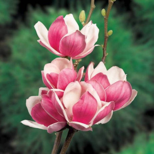 Magnolia Soulange'a Satisfaction Magnolia soulangeana