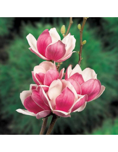 Magnolia Soulange'a Satisfaction Magnolia soulangeana