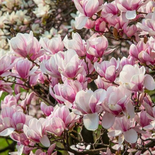 Magnolia Soulange'a Satisfaction Magnolia soulangeana 2