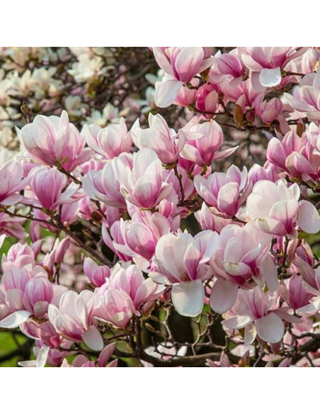 Magnolia soulangeana Magnolia Soulange'a Satisfaction