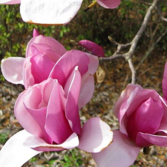 Magnolia Soulange'a Alexandrina Magnolia soulangeana