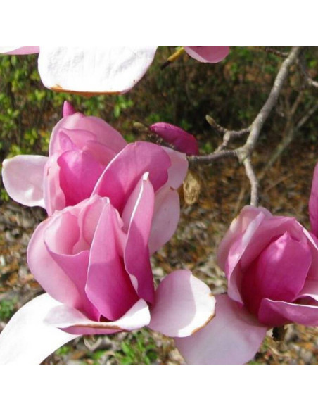 Magnolia Soulange'a Alexandrina Magnolia soulangeana