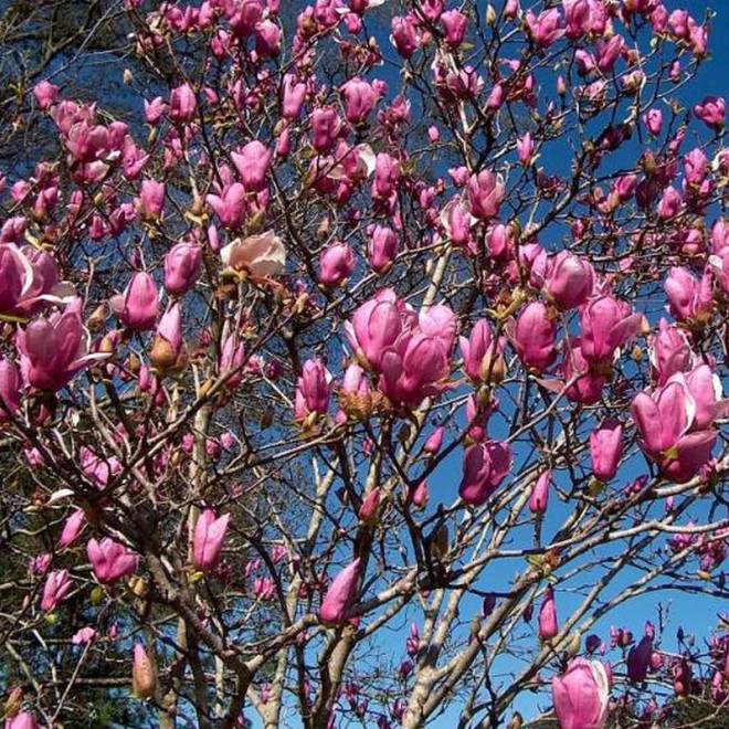 Magnolia soulangeana Magnolia Soulange'a Alexandrina