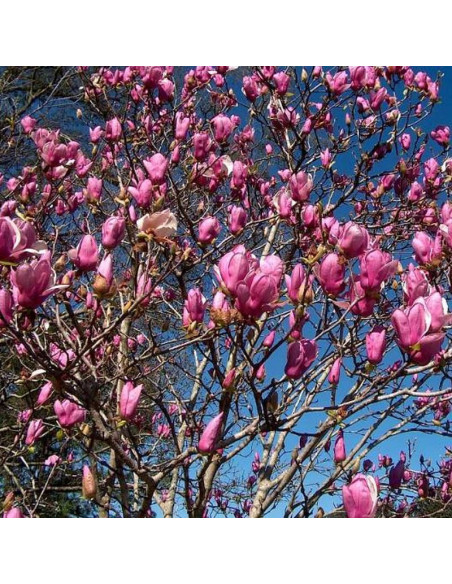 Magnolia soulangeana Magnolia Soulange'a Alexandrina