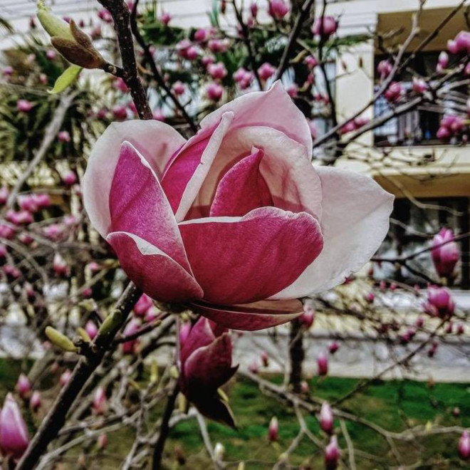 Magnolia Soulange'a Magnolia soulangeana Alexandrina