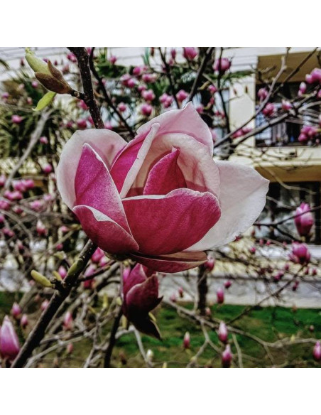 Magnolia Soulange'a Magnolia soulangeana Alexandrina