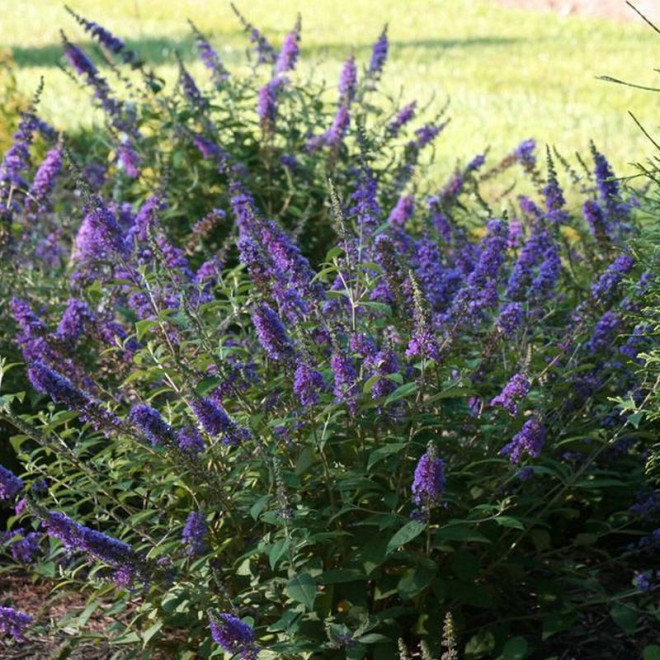 Budleja Blue Chip PBR Buddleja