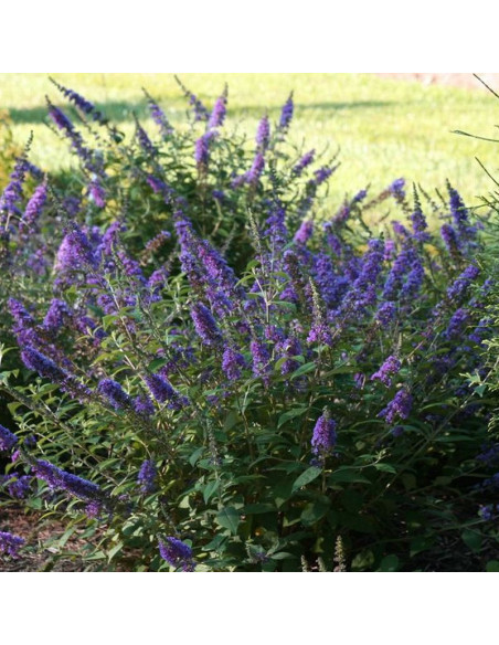 Budleja Blue Chip PBR Buddleja