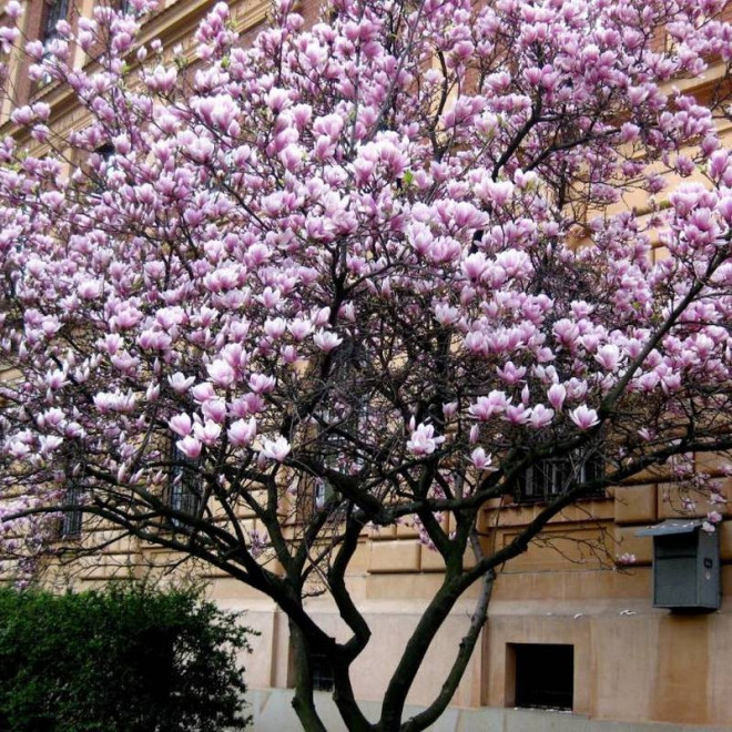 Alexandrina Magnolia soulangeana Magnolia Soulange'a