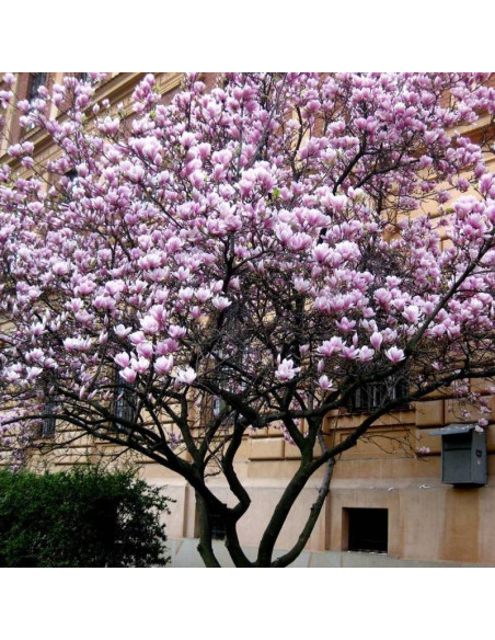 Alexandrina Magnolia soulangeana Magnolia Soulange'a
