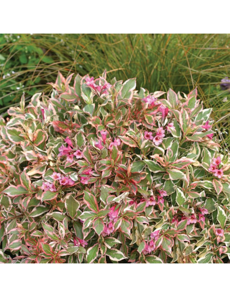 Weigela florida My Monet Sunset PBR Krzewuszka cudowna