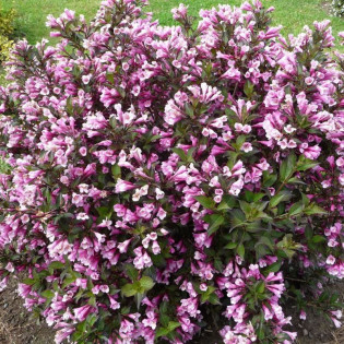 Weigela florida Krzewuszka cudowna Nana Purpurea 2