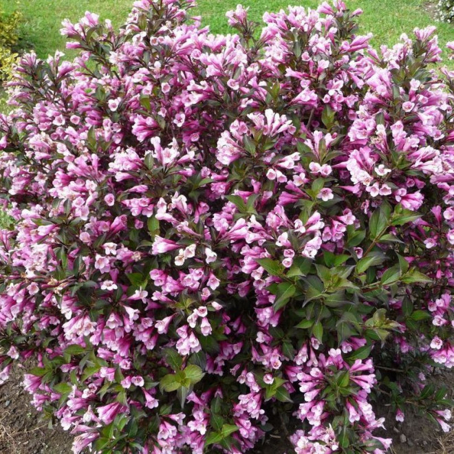 Nana Purpurea Krzewuszka cudowna Weigela florida
