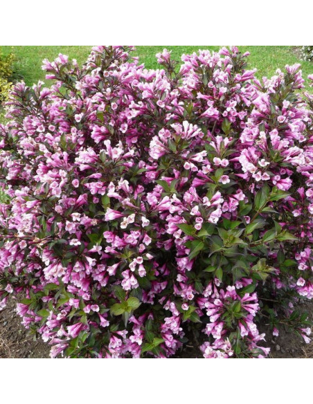 Nana Purpurea Krzewuszka cudowna Weigela florida