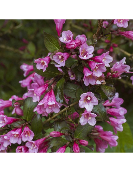 Weigela florida Krzewuszka cudowna Nana Purpurea