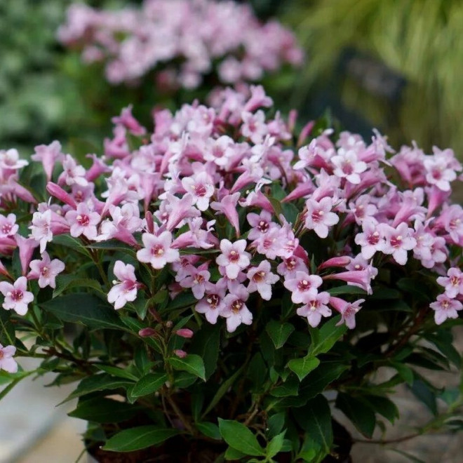 Weigela florida Krzewuszka cudowna Pink Poppet Plangen PBR