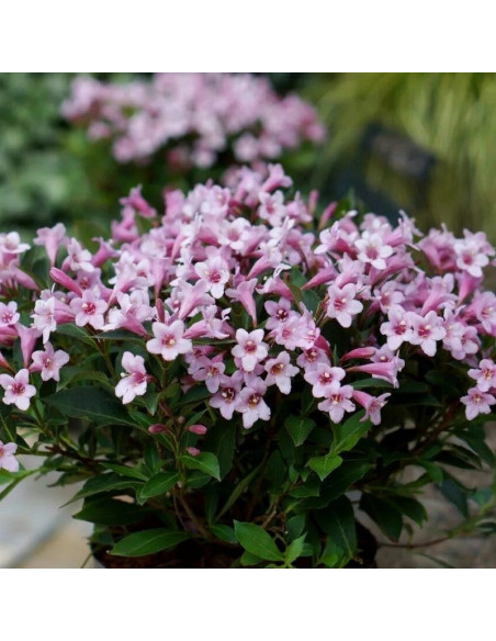 Weigela florida Krzewuszka cudowna Pink Poppet Plangen PBR