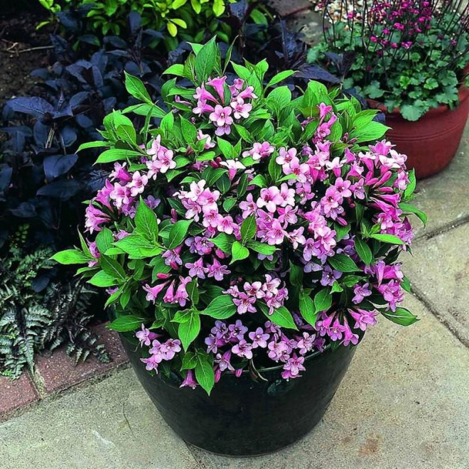 Weigela florida Pink Poppet Plangen PBR Krzewuszka cudowna