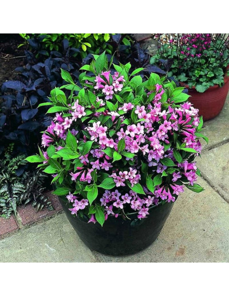 Weigela florida Pink Poppet Plangen PBR Krzewuszka cudowna