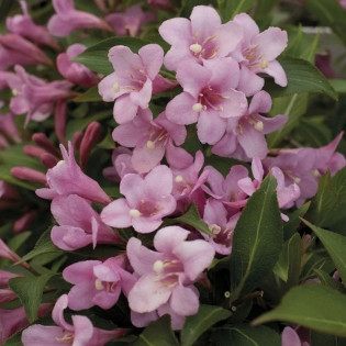 Weigela florida Krzewuszka cudowna Pink Poppet Plangen PBR 2