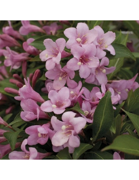 Pink Poppet Plangen PBR Krzewuszka cudowna Weigela florida