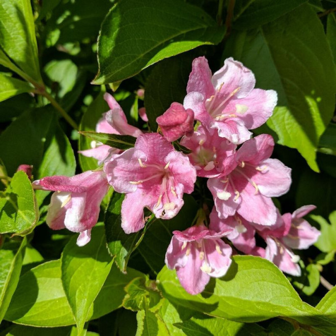 Weigela florida Krzewuszka cudowna Pink Princess