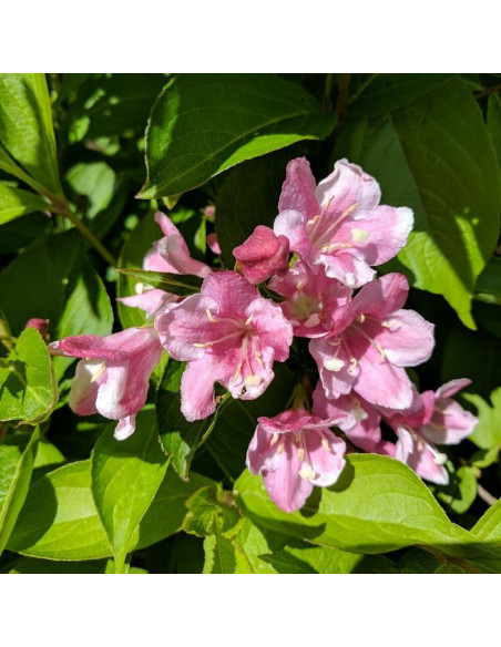 Weigela florida Krzewuszka cudowna Pink Princess