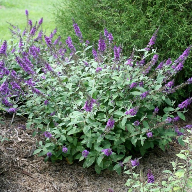 Blue Chip PBR Budleja Buddleja